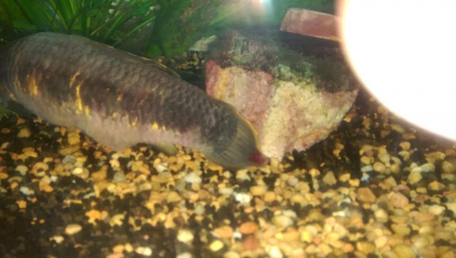 fish tail 2.jpg