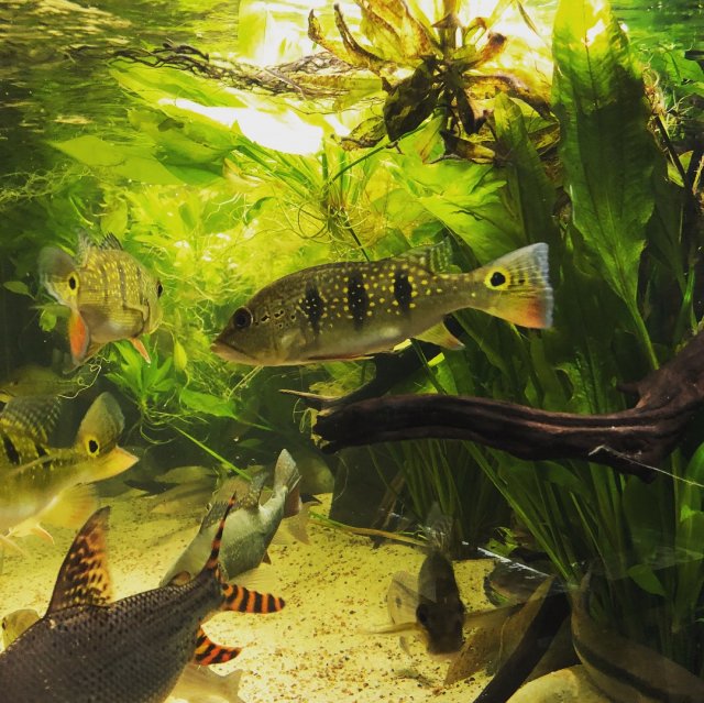 04D565AD-6FBD-4EEC-8C1C-4EBFE1810FE4.jpeg 04D565AD-6FBD-4EEC-8C1C-4EBFE1810FE4.jpeg