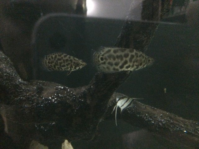 586BEACA-40D0-4A6A-8219-9275283447AD.jpeg 586BEACA-40D0-4A6A-8219-9275283447AD.jpeg