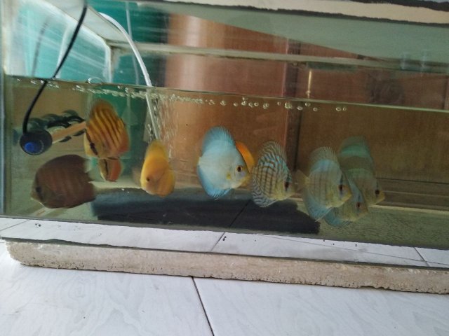 Discus in QT tank.jpg