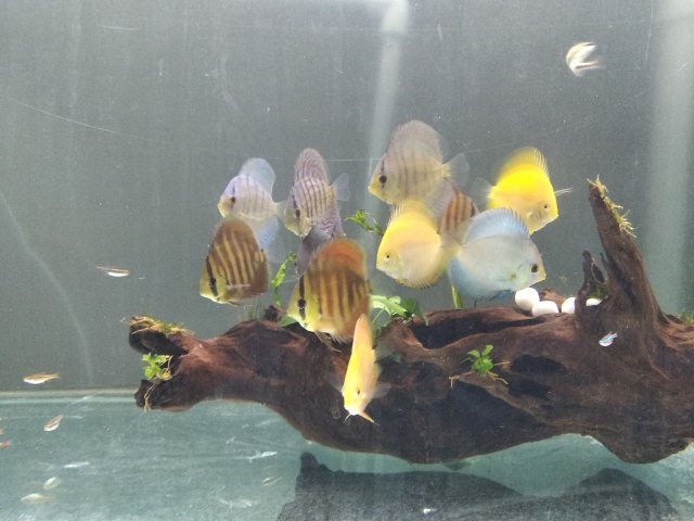 Discus in Main tank.jpg