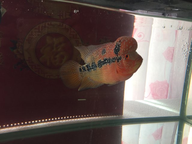 IMG-3987.JPG