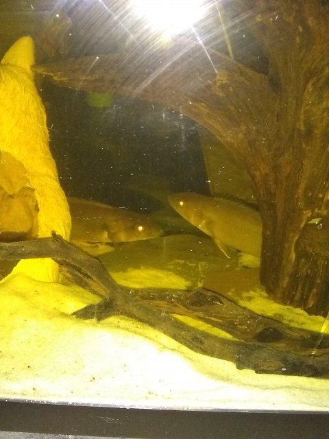 IMG_20180522_234523929.jpg