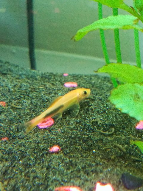 Chinese Algae Eater.jpg