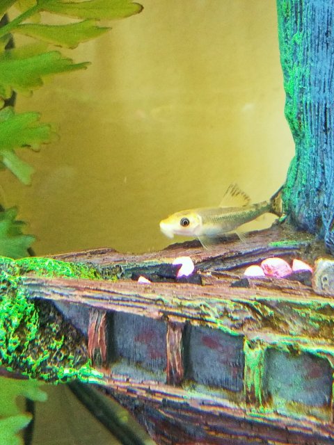 Chinese Algae eater.jpg