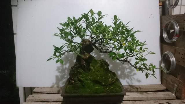 2016-03-30 19.33.51.jpg