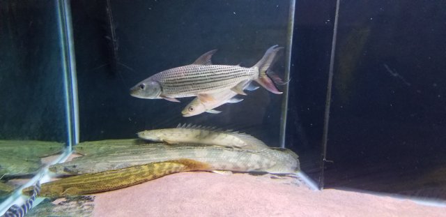 20180524_171533_1527207368225.jpg
