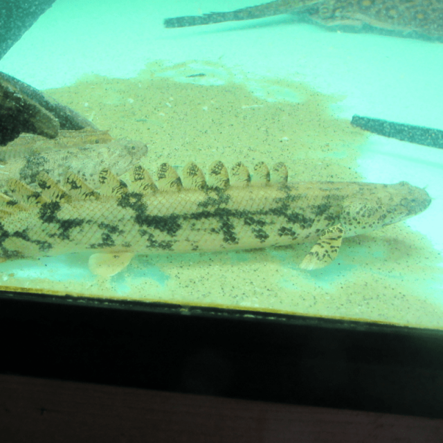 12inchEndlicheriPolypteruscaptive1601.png 12inchEndlicheriPolypteruscaptive1601.png