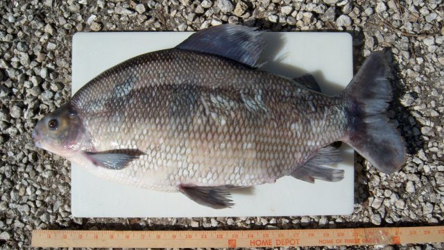sexfasciatum 1.JPG