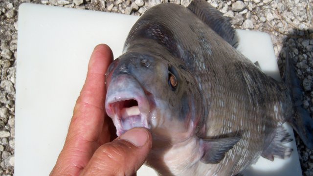 sexfasciatum 2.JPG