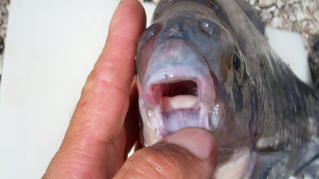 sexfasciatum 3.JPG