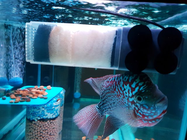 Drakaris photobombing Sobo Filter pic.jpg