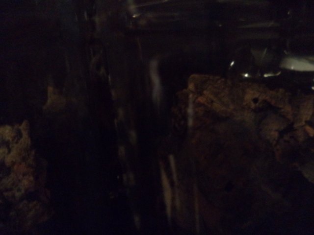 florida bark with babies on back.JPG