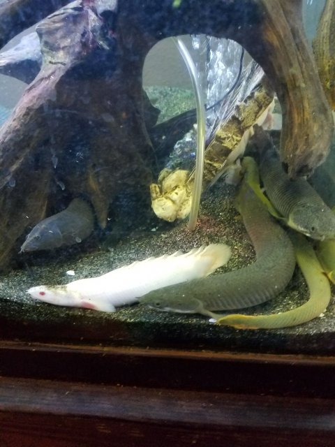 p pile2.jpg