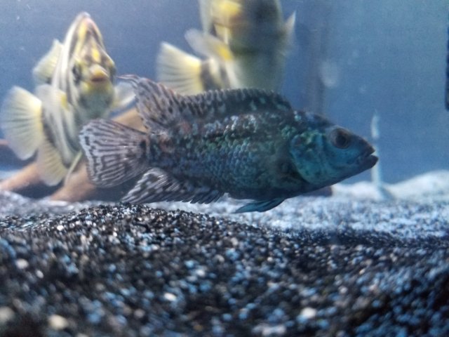 20180522_204426.jpg 20180522_204426.jpg