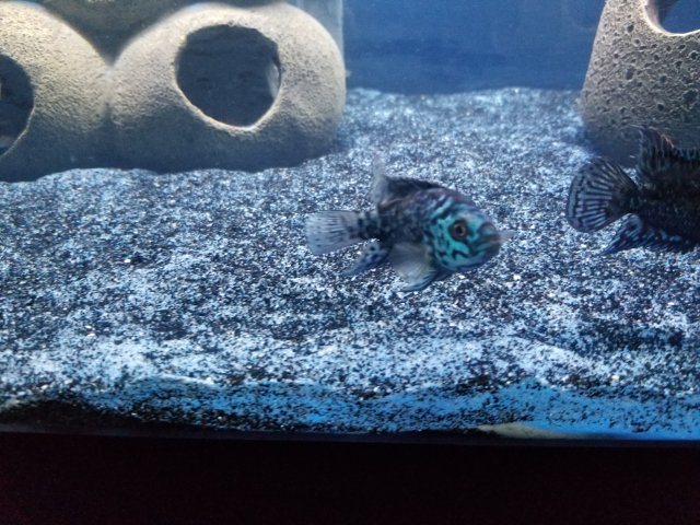 20180520_200612.jpg 20180520_200612.jpg