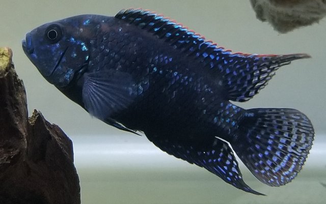 20180604_214836.jpg