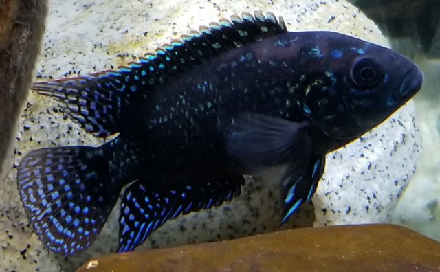 20180604_214641.jpg