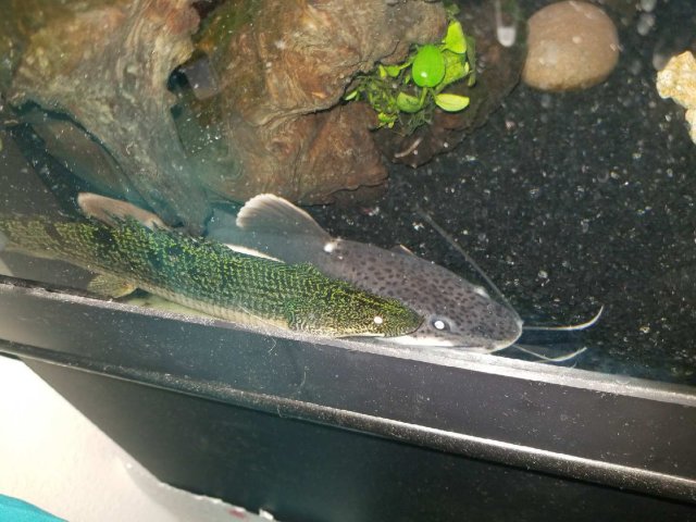 Resized_20180602_162929_4025.jpg