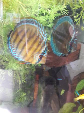 Discus-Wild Tefe Green Mine.jpg