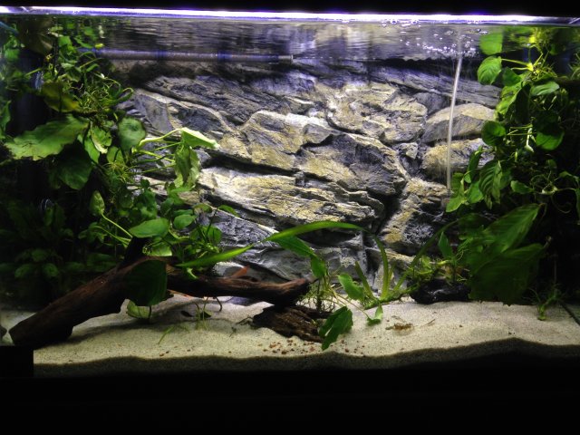 29gallon_3d_aquarium_background.JPG