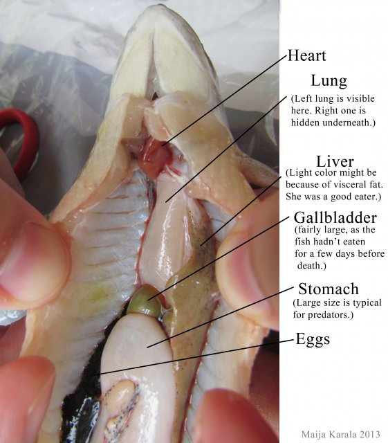 bichir-internal-organs-intestines-anatomy-polypterus-senegalus-maija-karala.jpg