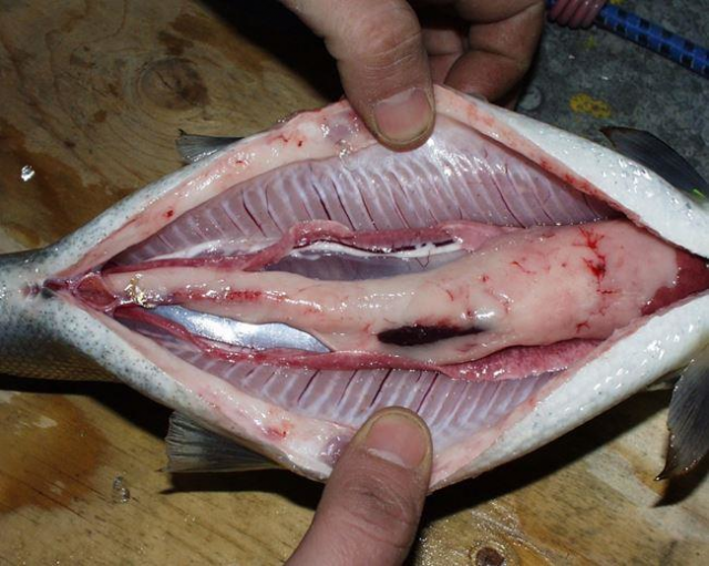Abdominal-cavity-of-an-Atlantic-Whitefish-with-excessive-fat-content-around-the-organs.png