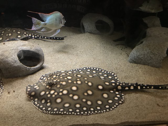 D9B04A8D-6860-49F7-96D2-A92302806D28.jpeg