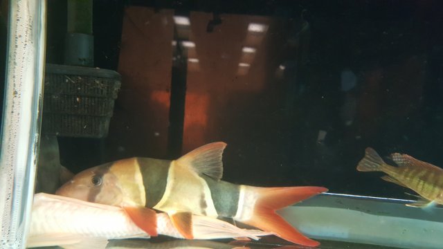 clownloach.jpg clownloach.jpg