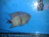 750 Gallon and Occupants 006.jpg 750 Gallon and Occupants 006.jpg