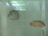750 Gallon and Occupants 007.jpg 750 Gallon and Occupants 007.jpg