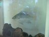 750 Gallon and Occupants 009.jpg 750 Gallon and Occupants 009.jpg