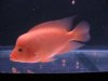 fish2 006.jpg