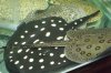 new ray... aro  leo 014.jpg