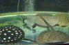 new ray... aro  leo 018.jpg