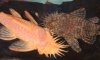 smTwoBristleNoseplecos.jpg