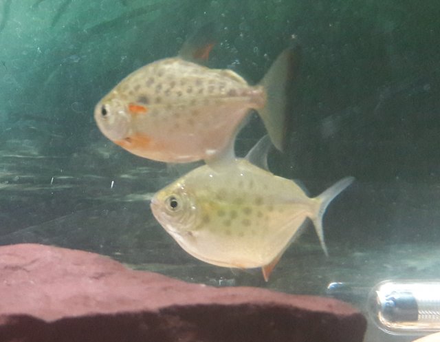 20180614_100435.jpg