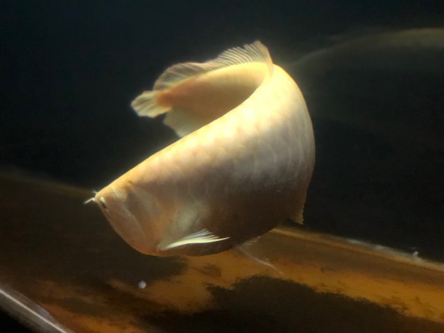 FS | Albino Silver Arowana 24" + | $1000 | Oakland, CA ...