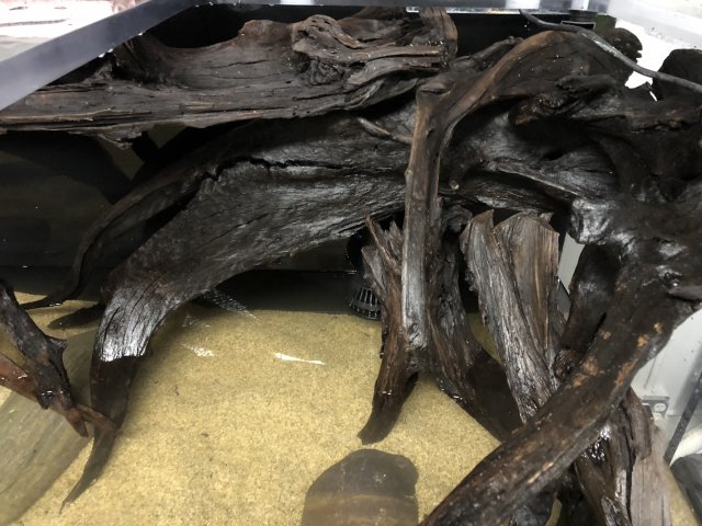 F78A6C5F-E629-474E-9170-7A50DF580A7F.jpeg F78A6C5F-E629-474E-9170-7A50DF580A7F.jpeg