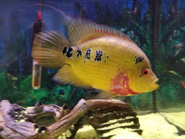 20180617_205143.jpg