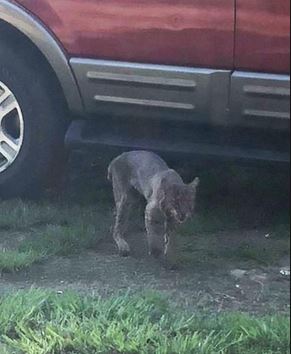 Rabid bobcat killed by woman with bare hands.JPG