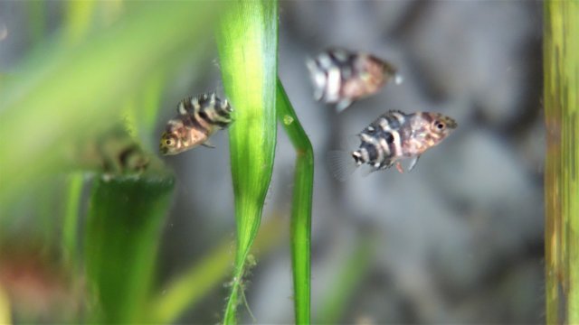 Brut am 21.06.18 (5).JPG