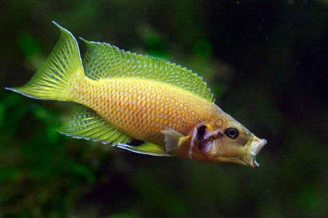 a fish.jpg