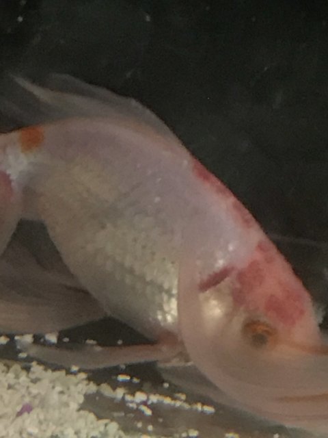 8C624243-2777-4526-B782-79EEA972BAEC.jpeg 8C624243-2777-4526-B782-79EEA972BAEC.jpeg