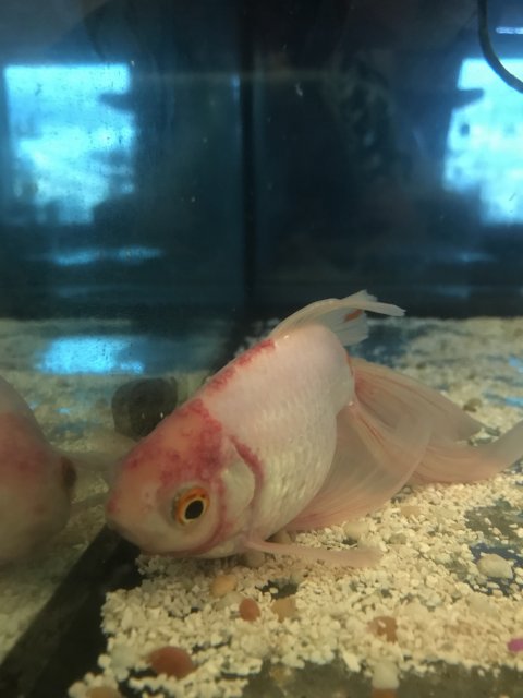 9F36C941-D176-4F65-B10D-38DAEAD24318.jpeg 9F36C941-D176-4F65-B10D-38DAEAD24318.jpeg