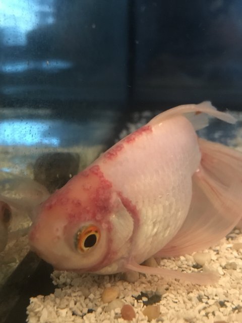 CBFD1DC5-4B6E-4823-98CE-90C702A60F46.jpeg CBFD1DC5-4B6E-4823-98CE-90C702A60F46.jpeg