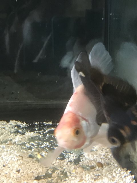 4FE14D94-B8A7-43F1-972B-F97DBEFDA160.jpeg 4FE14D94-B8A7-43F1-972B-F97DBEFDA160.jpeg