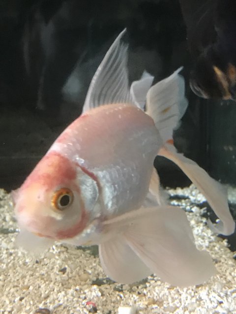 1918FFB5-9CEE-4352-93CD-886A73DF1CC6.jpeg 1918FFB5-9CEE-4352-93CD-886A73DF1CC6.jpeg