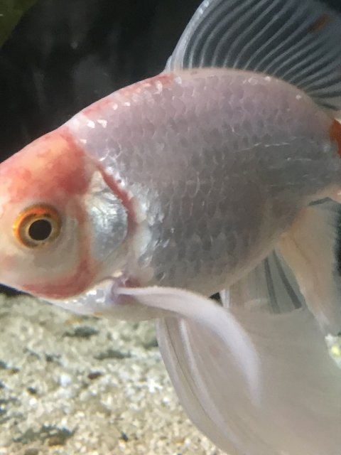 E50C2D73-EED5-49B6-A366-E7C442A89884.jpeg E50C2D73-EED5-49B6-A366-E7C442A89884.jpeg