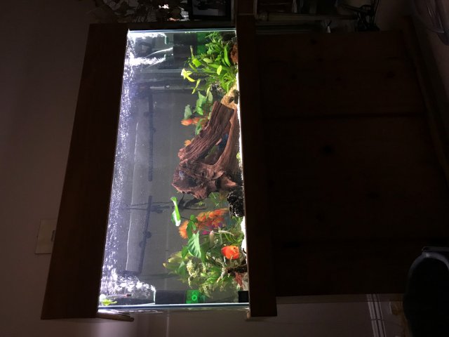 80 Gallon Night Time.jpg